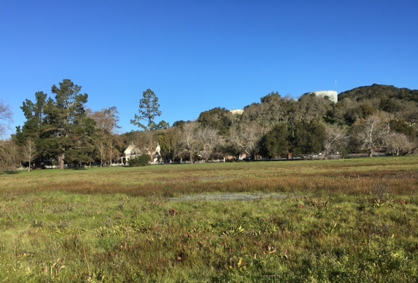 Vallejo Home wetlands